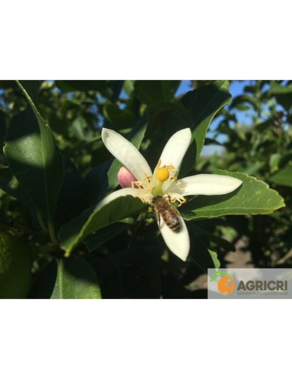 Limoni di Sicilia - immagine 2