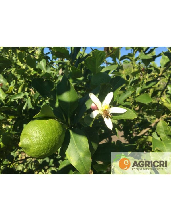 Limoni di Sicilia - immagine 3