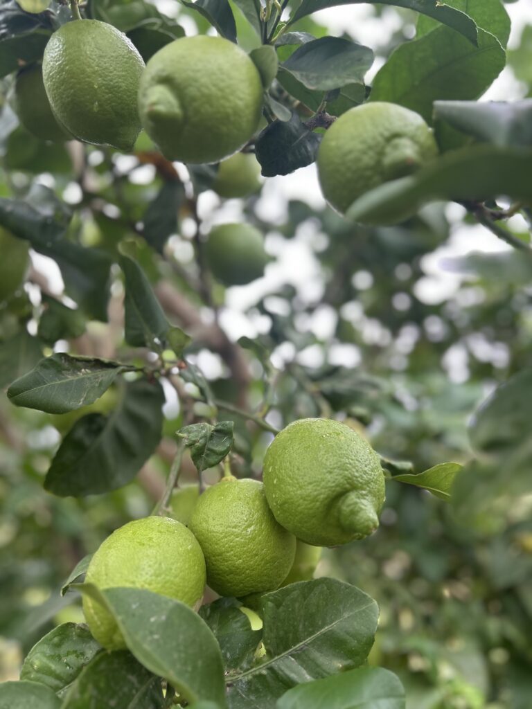 Azienda Agricola Trovato_Esperide (7)