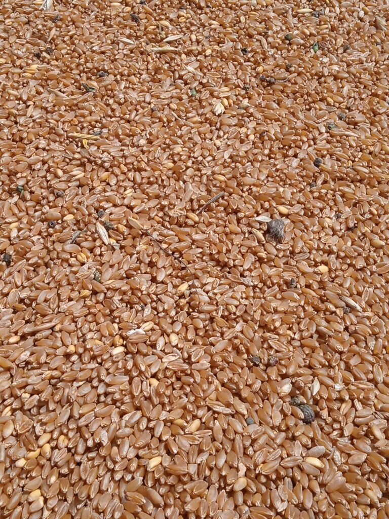 Farina e Pasta Fiscante (2)