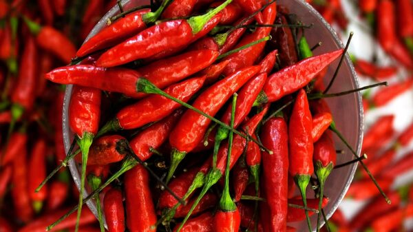 Crema di peperoncino piccante - immagine 3